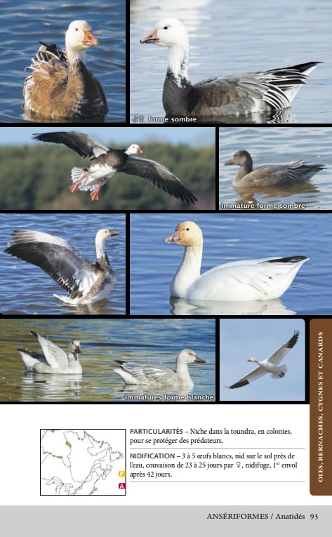 Les oiseaux du Québec - Suzanne Brûlotte (Fr)