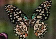 Protège-moustiquaire aimanté - Papillon vert et beige