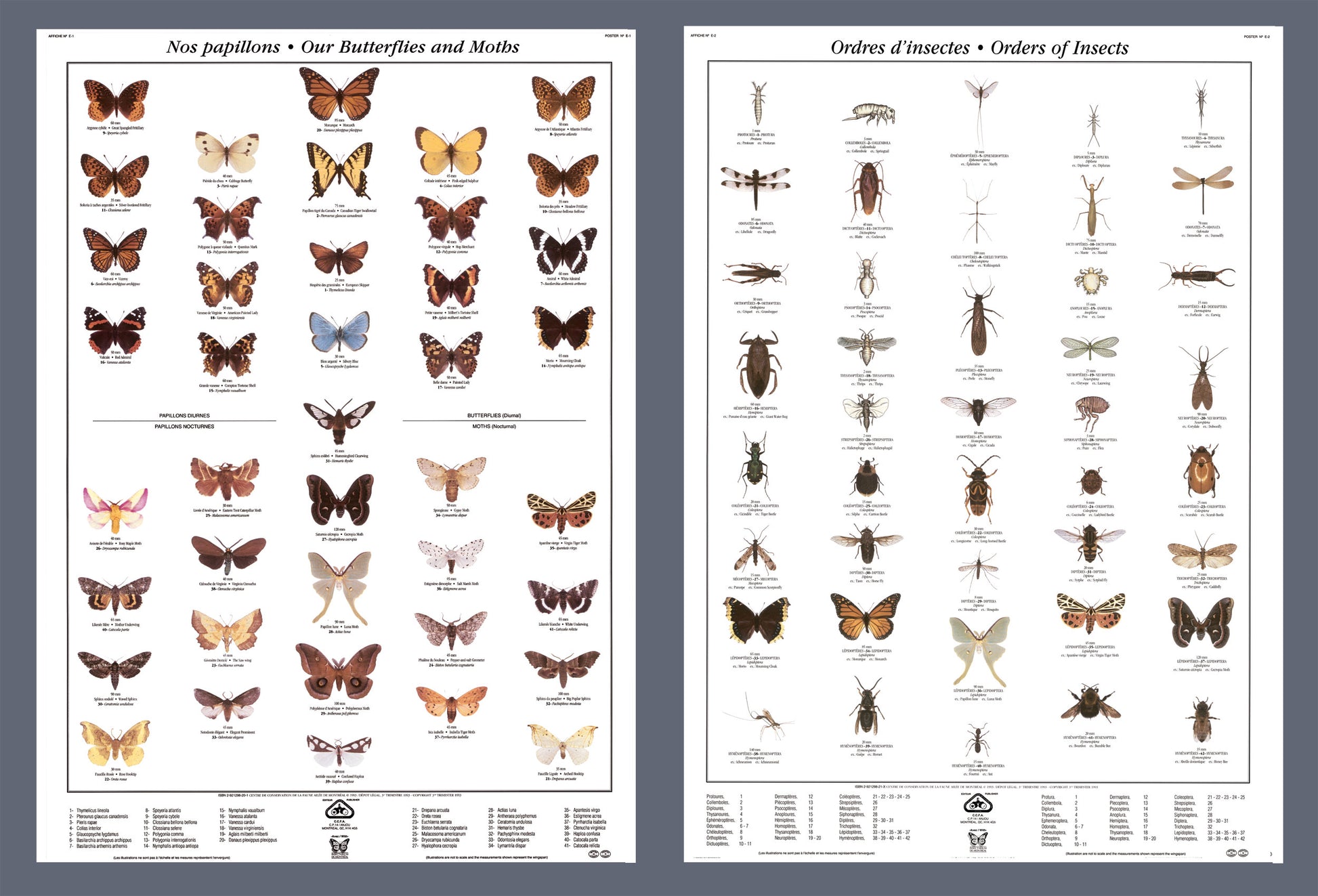 Mini-affiche - Papillons et ordres d'insectes