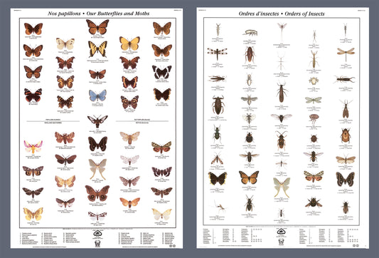 Mini-affiche - Papillons et ordres d'insectes