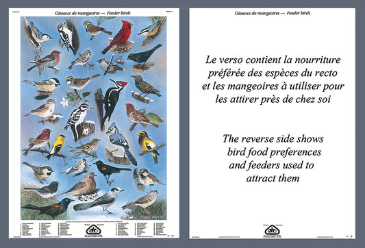 Mini-Affiche - Oiseaux de mangeoires et leur nourriture préférée