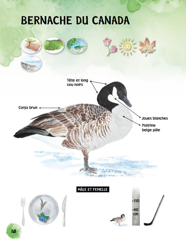 Observe et identifie les oiseaux du Québec (Fr)