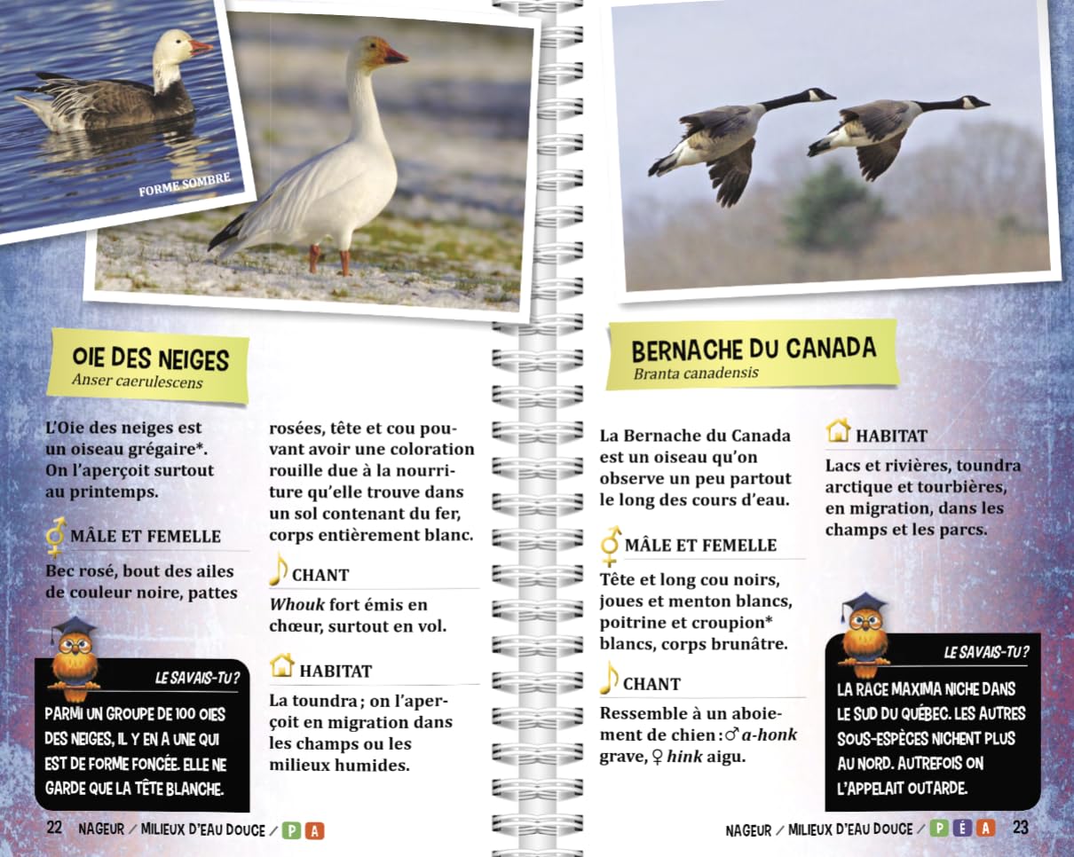 Oiseaux du Québec (Guide Jeunes explorateurs)