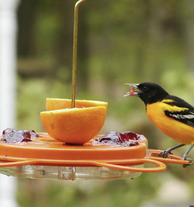 Abreuvoir à orioles pour nectar, gelée et oranges