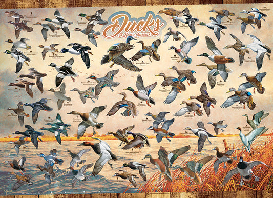 Casse-tête 1000 morceaux - Canards d'Amérique du Nord