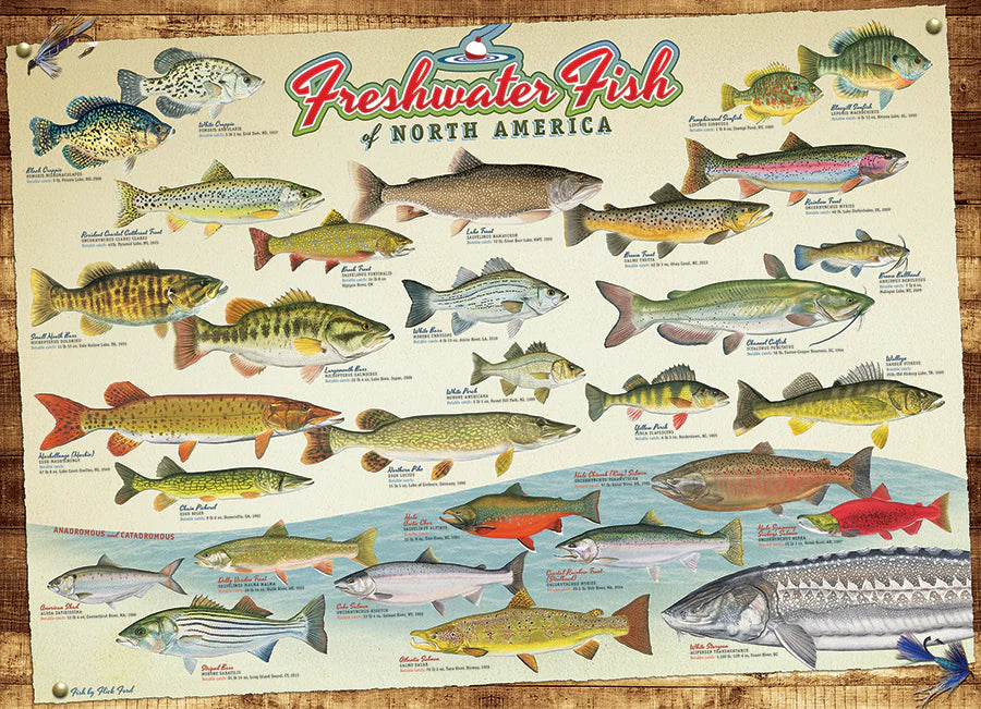 Puzzle 1000 pieces - Poissons d'eau douce d'Amérique du Nord