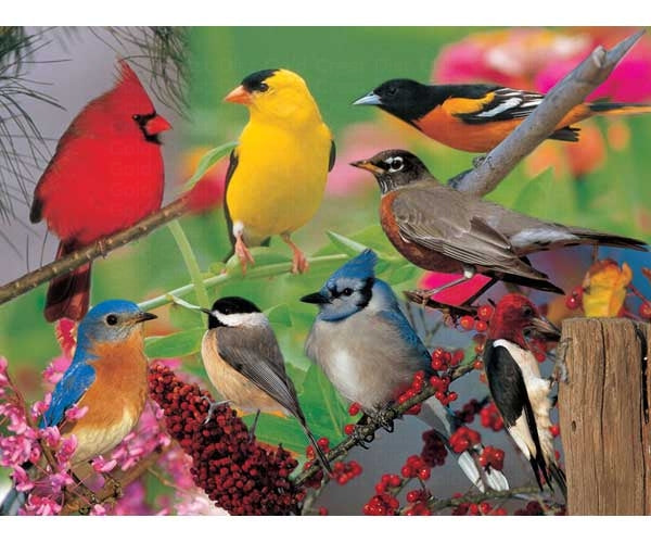 Casse-tête 500 morceaux - Oiseaux