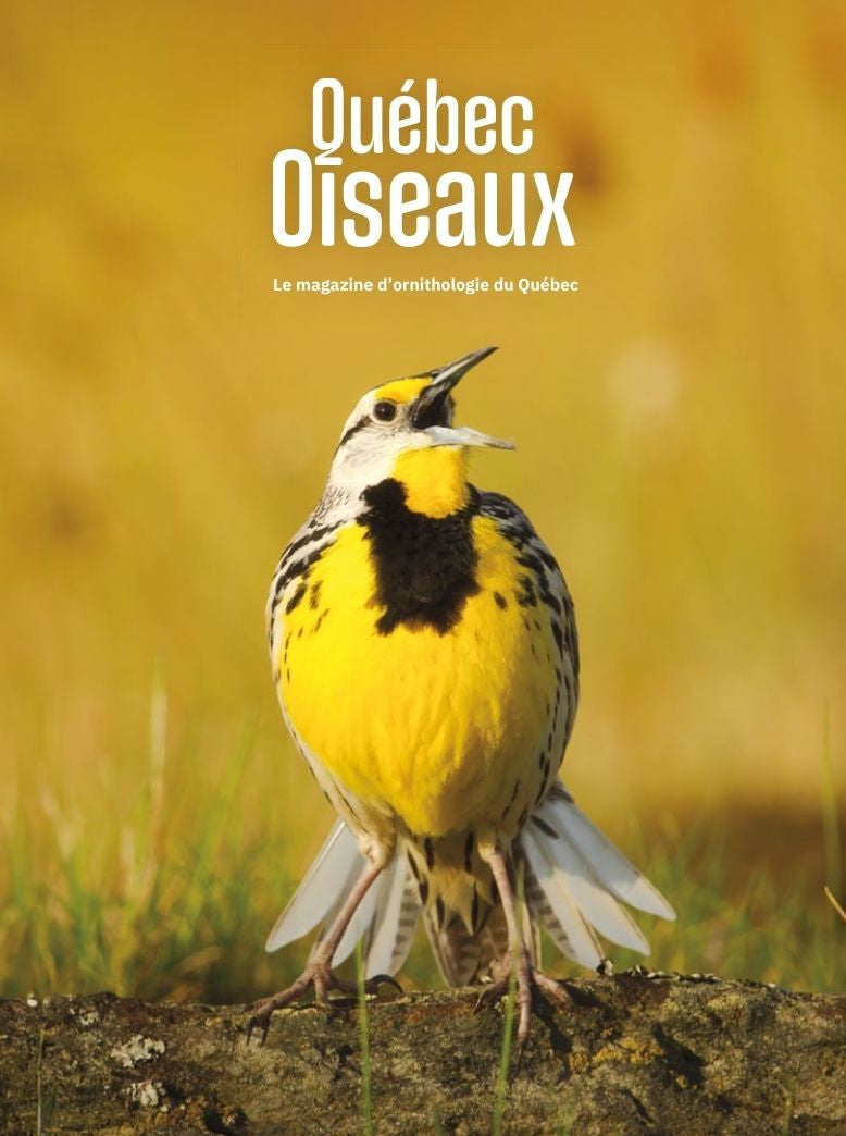 Revue QuébecOiseaux