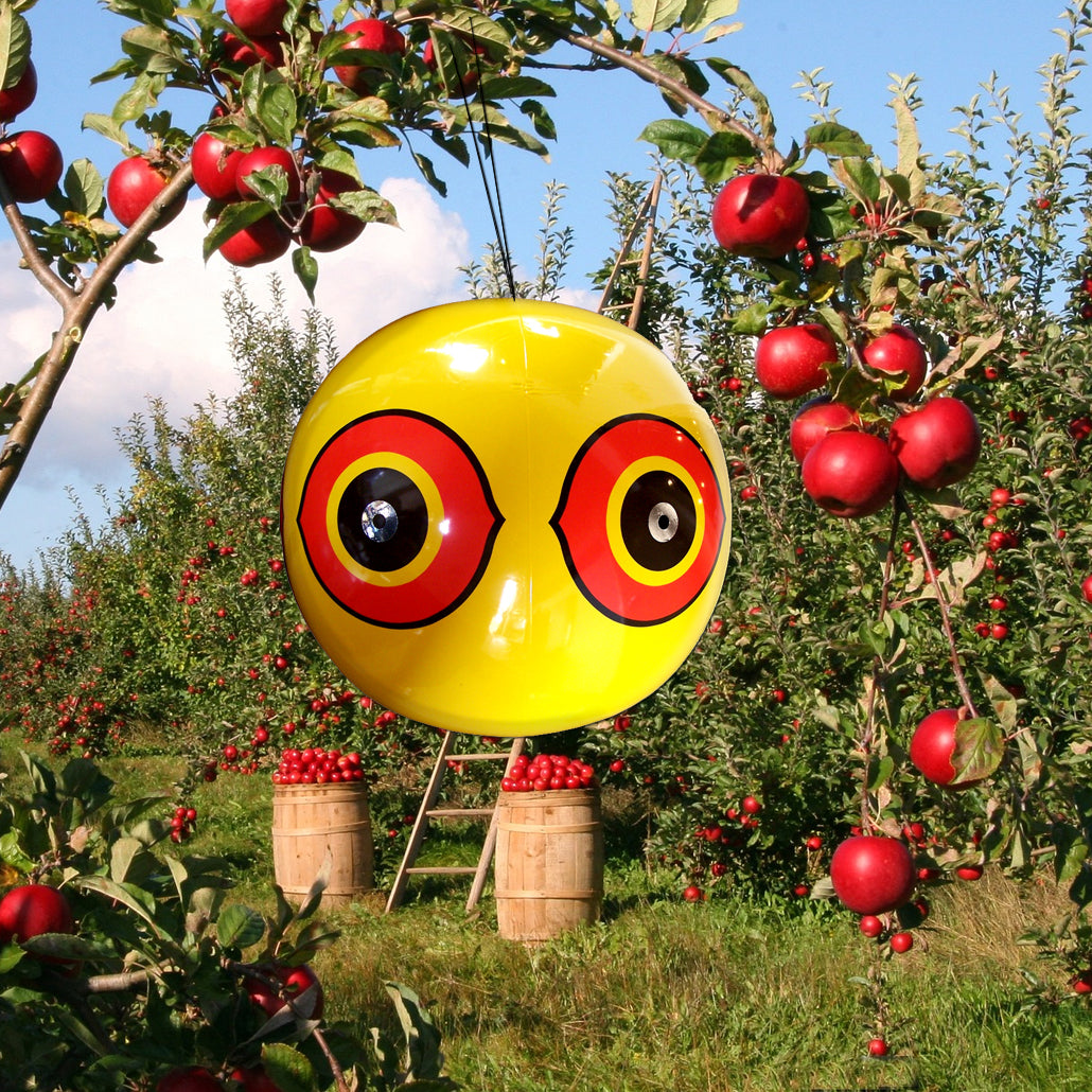 Ballons avec yeux géants
