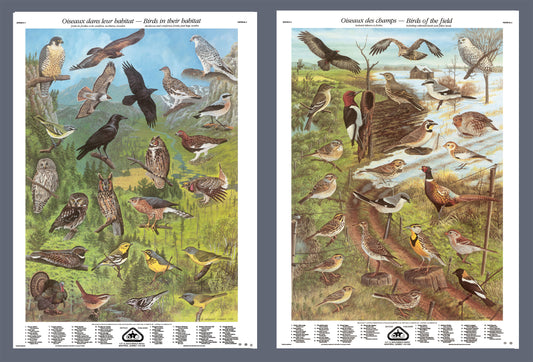 Série III: Oiseaux dans leur habitat et oiseaux des champs (grandes affiches)