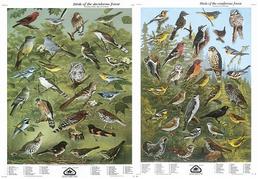Série II: Oiseaux des forêts de feuillus et de conifères (grandes affiches anglaises)
