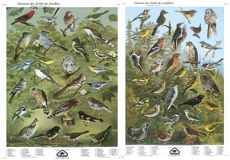 Série II: Oiseaux des forêts de feuillus et de conifères (grandes affiches françaises)