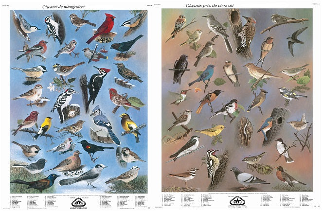 Série I: Oiseaux de mangeoires et oiseaux près de chez soi (grandes affiches françaises)