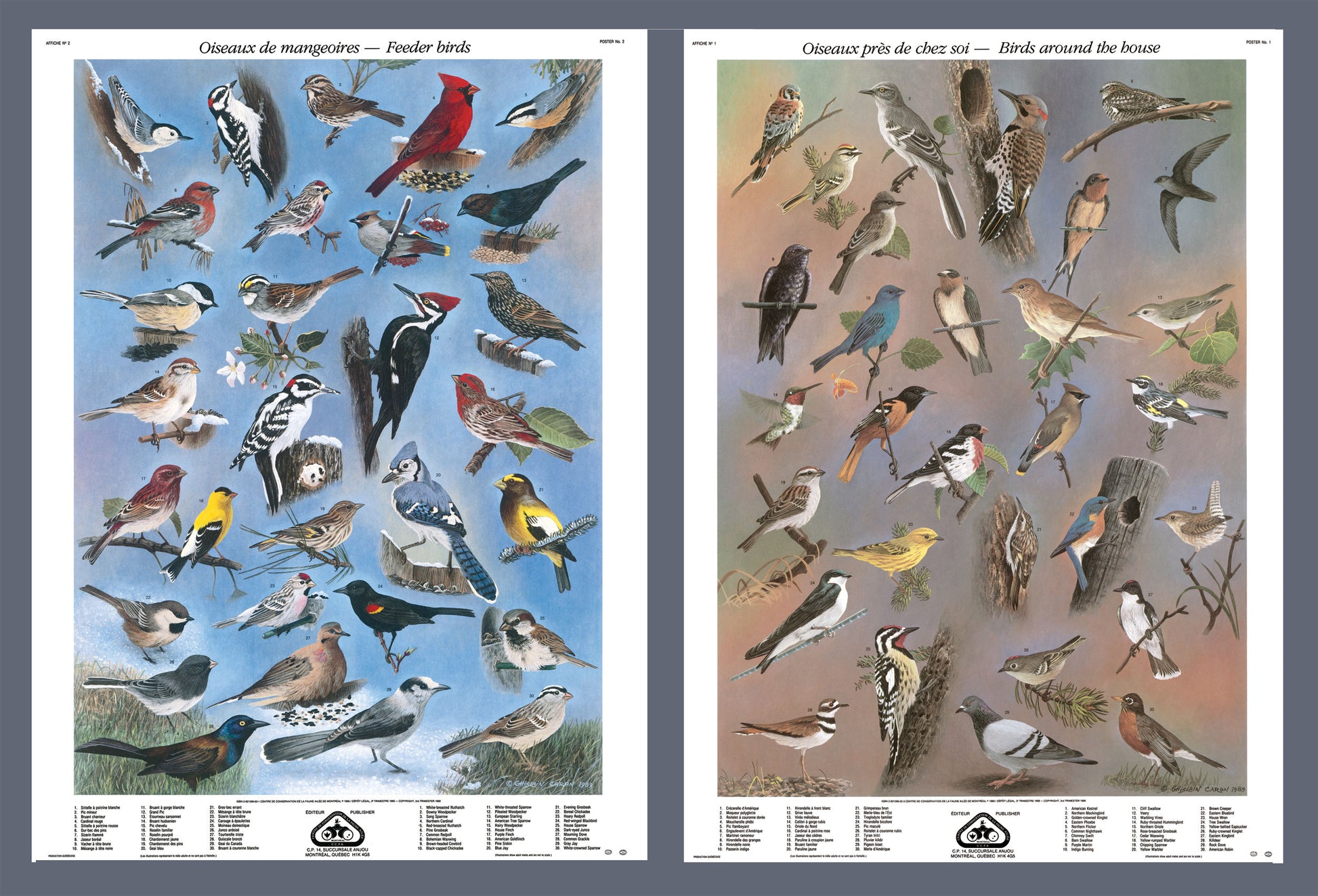 Mini-affiche - Oiseaux de mangeoires et près de chez soi
