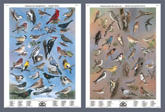 Mini-affiche - Oiseaux de mangeoires et près de chez soi