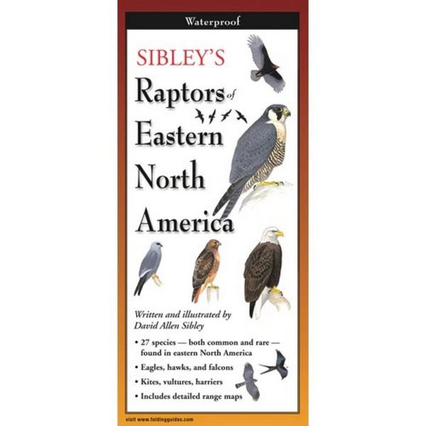 Sibleys Raptors Eastern North America