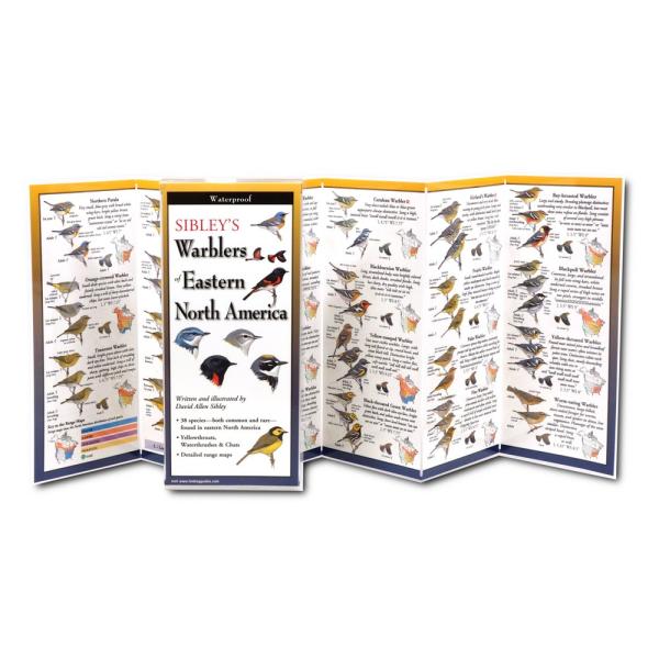 Sibleys Warblers of Eastern North America