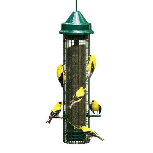 Squirrel Buster Finch