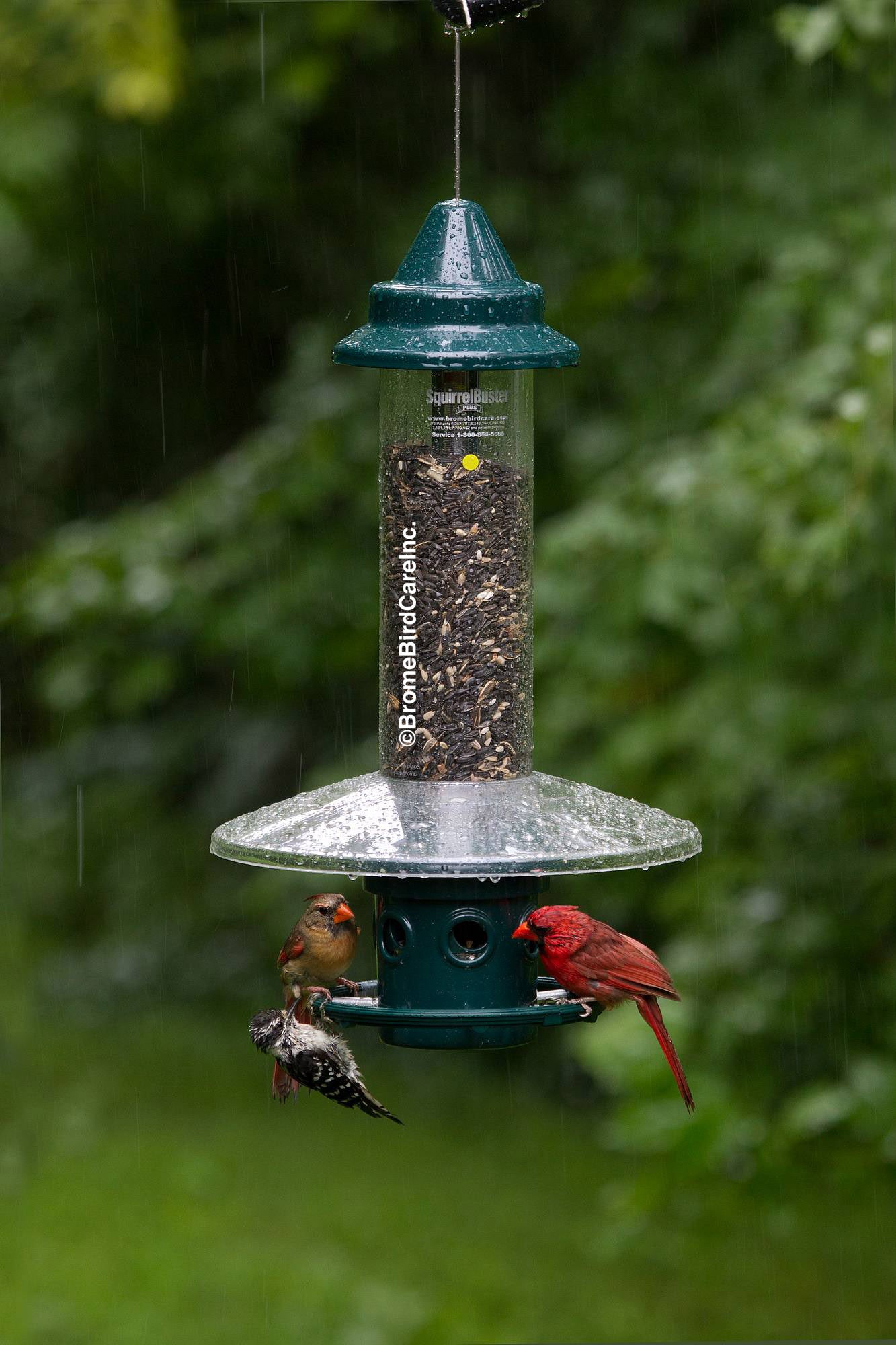 Dôme pour Squirrel Buster Plus