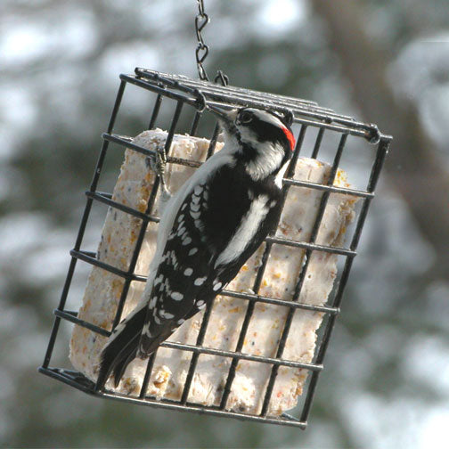 Cage à suif