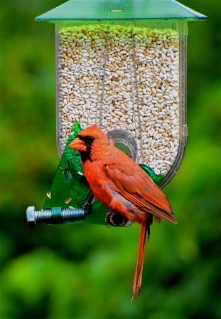 Unique Mangeoire à Cardinal