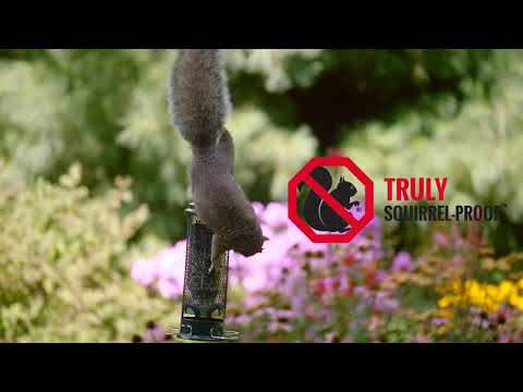Squirrel Buster Mini