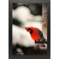 Carte de souhaits - Cardinal regardant en bas