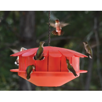 Mangeoire Humm-Bug à insectes pour colibris