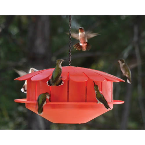 Poster Vue de côté de la séance de colibri sur une mangeoire pour oiseaux.  