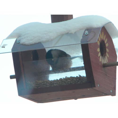 Gray Bunny Mangeoire à oiseaux avec pince en acier robuste résistant à la  rouille, amovible, couleur céramique, excellent cadeau pour les amateurs d' oiseaux : : Animalerie