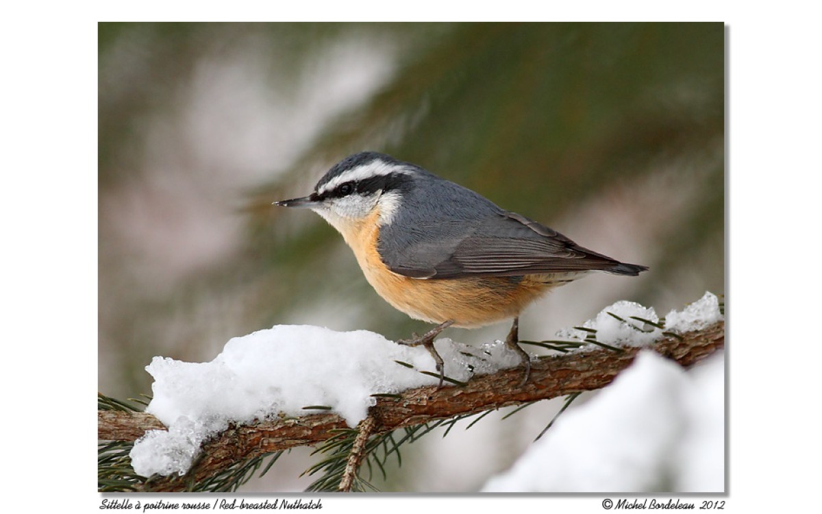 Comment les oiseaux survivent-ils à l’hiver québécois ?