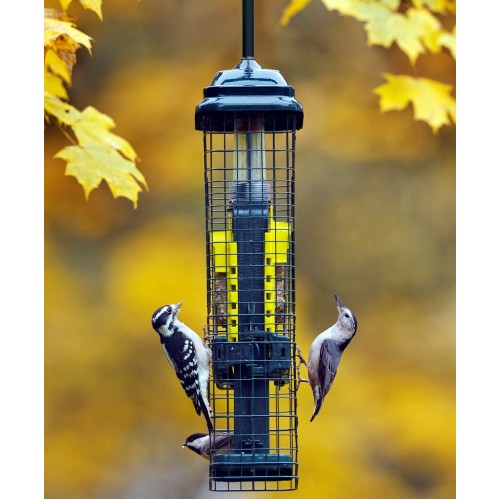 Squirrel Buster Suet Feeder Nature Expert