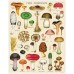 Puzzle 1000 Pieces - Mushrooms