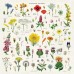 Puzzle 1000 Pieces - Botanic Garden
