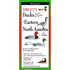 Canards, oies et cygnes de Sibley de l'est de l'Amérique du Nord