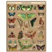 Puzzle 1000 pieces - Entomology