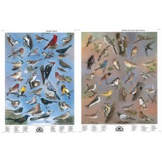 Série I: Oiseaux de mangeoires et oiseaux près de chez soi (grandes affiches anglaises)