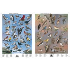 Série I: Oiseaux de mangeoires et oiseaux près de chez soi (grandes affiches françaises)