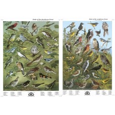 Série II: Oiseaux des forêts de feuillus et de conifères (grandes affiches anglaises)
