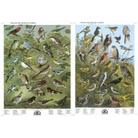 Set II: Birds of the Deciduous and Coniferous Forest (Large French posters)