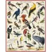 Puzzle 1000 Pieces - British birds