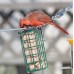 Suet with insects