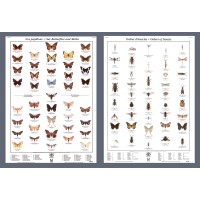 Papillons et ordres d'insectes (Grandes affiches)