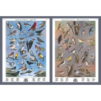 Set I: Birds Around the House and Feeder Birds (Large bilingual posters)