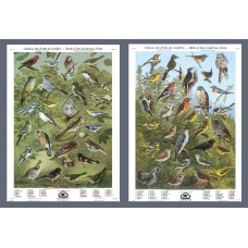 Série II: Oiseaux des forêts de feuillus et de conifères (grandes affiches)