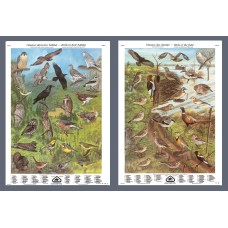 Série III: Oiseaux dans leur habitat et oiseaux des champs (grandes affiches)