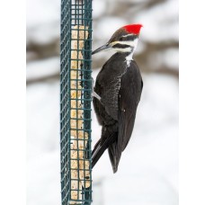 Birding Experience - Beginner 