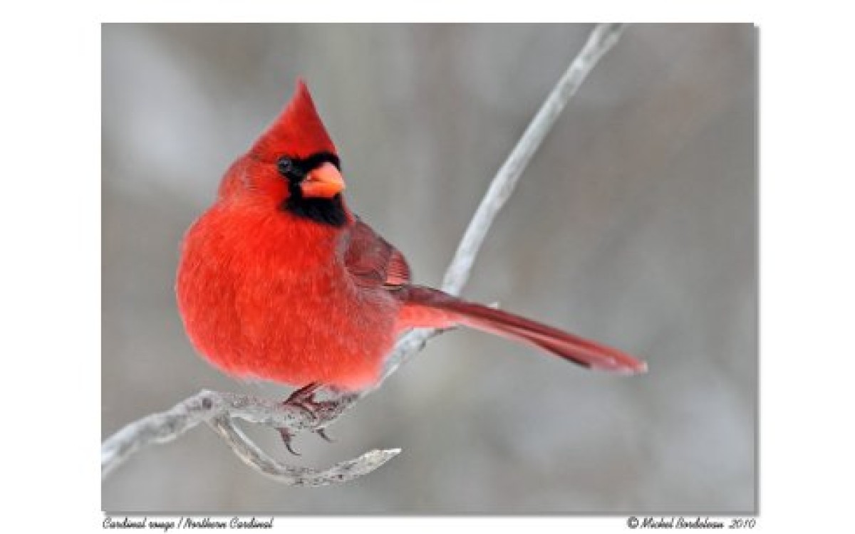 Vous voulez attirer les cardinaux dans votre jardin ? Découvrez la mangeoire unique fabriquée au Can