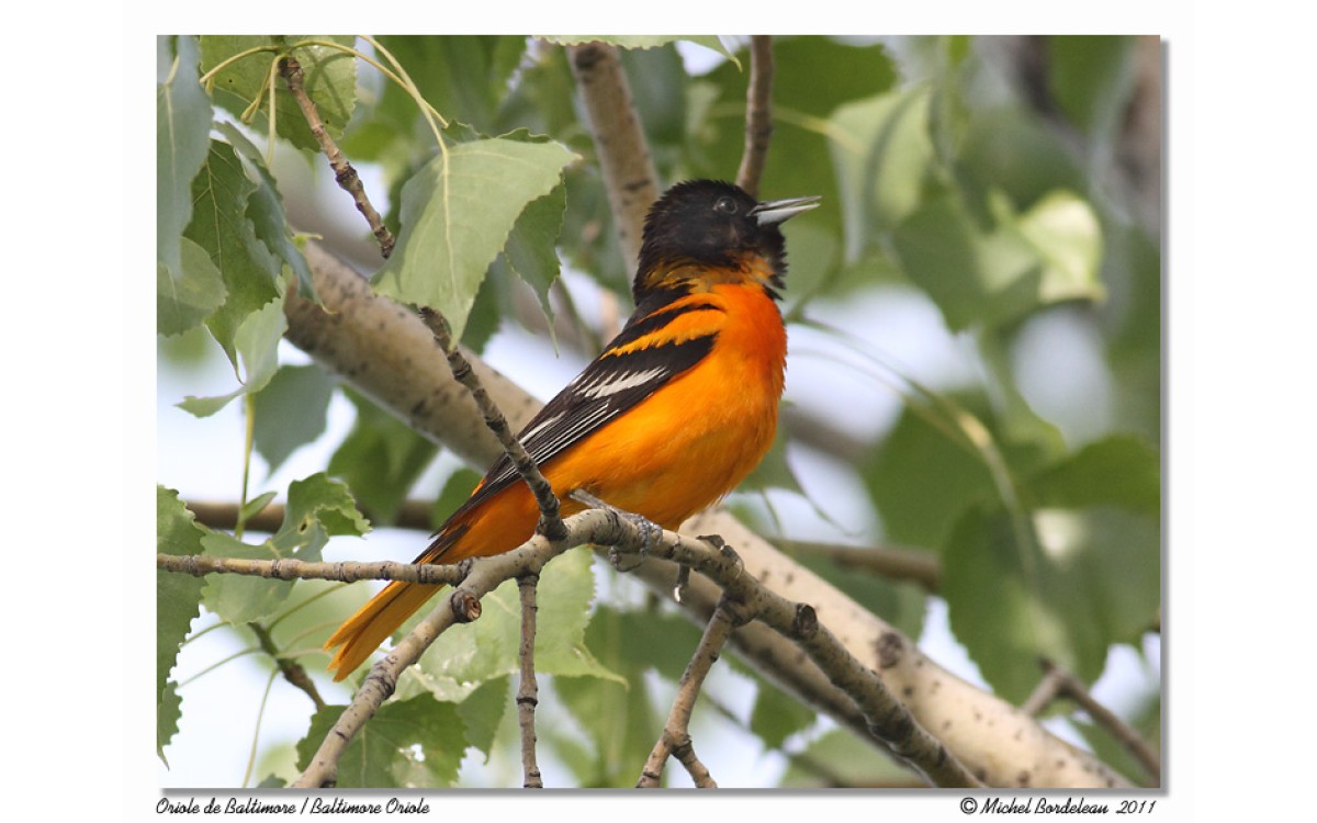 Sélection spéciale : Orioles, colibris et oiseaux du jardin