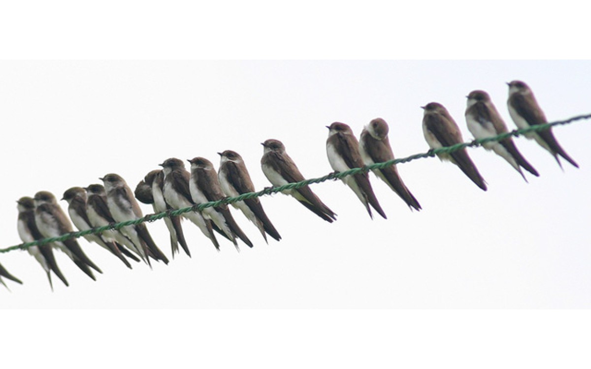 How to protect birds: simple actions, lasting impact